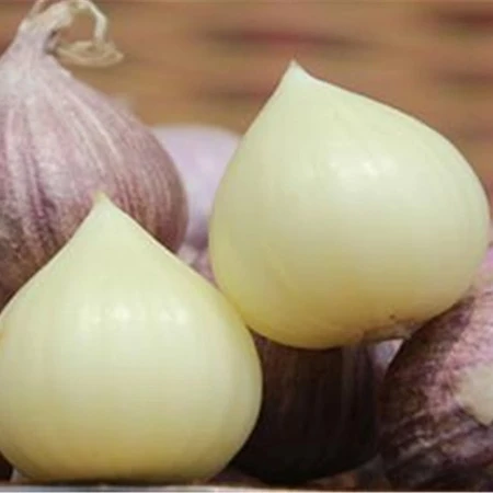 स्टॉक में ताज़ा सोलो लहसुन